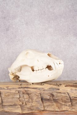 Alaskan Brown Bear Skull SKU 2752