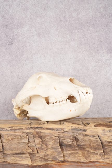 Alaskan Brown Bear Skull SKU 2752
