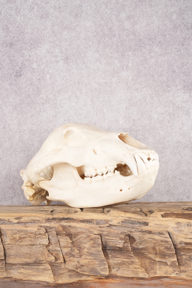 A7406439 Alaskan Brown Bear Skull SKU 2752 - Image 1