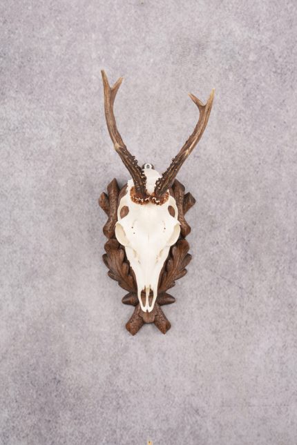 European Roe Deer Skull on Custom Carved Plaque SKU 2768