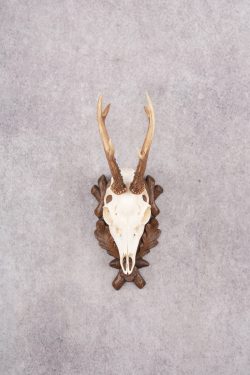European Roe Deer Skull on Custom Plaque SKU 2769
