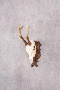 European Roe Deer Skull on Custom Plaque SKU 2769 - Image 9