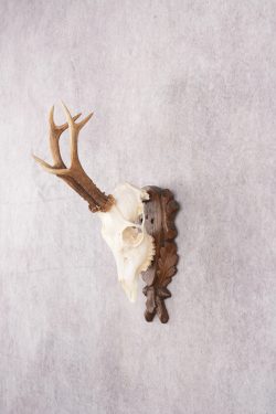 European Roe Deer Skull on Custom Plaque SKU 2769 - Image 8