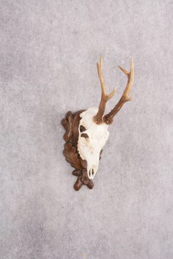 European Roe Deer Skull on Custom Plaque SKU 2769 - Image 7