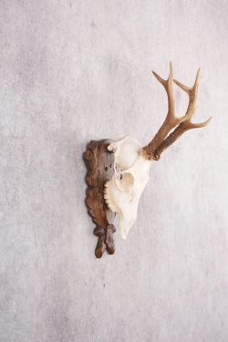 European Roe Deer Skull on Custom Plaque SKU 2769 - Image 6