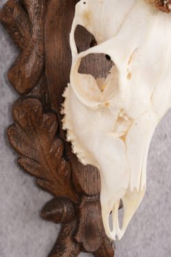 European Roe Deer Skull on Custom Plaque SKU 2769 - Image 5