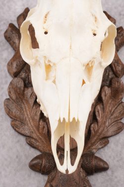 European Roe Deer Skull on Custom Plaque SKU 2769 - Image 4