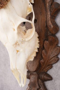 European Roe Deer Skull on Custom Plaque SKU 2769 - Image 3