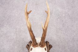 European Roe Deer Skull on Custom Plaque SKU 2769 - Image 2