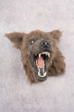 Werewolf Shoulder Mount SKU 2770