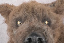 Werewolf Shoulder Mount SKU 2770 - Image 5