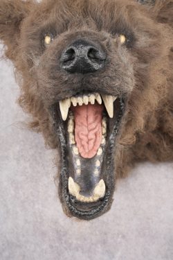 Werewolf Shoulder Mount SKU 2770 - Image 4