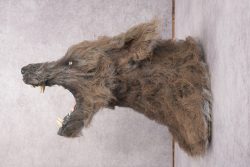 Werewolf Shoulder Mount SKU 2770 - Image 3