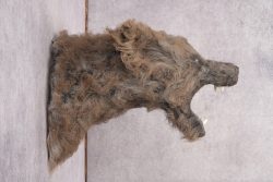 Werewolf Shoulder Mount SKU 2770 - Image 2