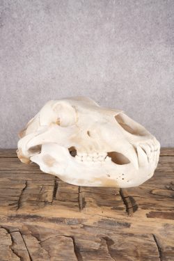 Alaskan Grizzly Bear Skull SKU 2810