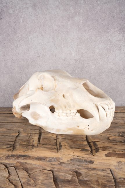 Alaskan Grizzly Bear Skull SKU 2810