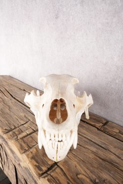 Alaskan Grizzly Bear Skull SKU 2810 - Image 5