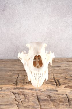 Alaskan Grizzly Bear Skull SKU 2810 - Image 4