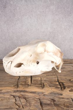 Alaskan Grizzly Bear Skull SKU 2810 - Image 3