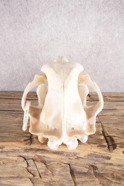 Alaskan Grizzly Bear Skull SKU 2810 - Image 2