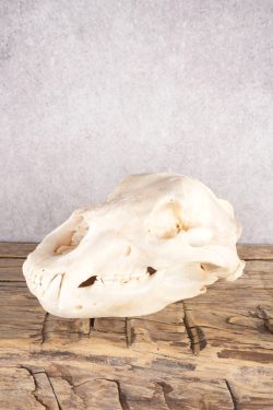Alaskan Brown Bear Skull SKU 2811