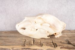 Alaskan Brown Bear Skull SKU 2811 - Image 5