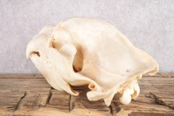 Alaskan Brown Bear Skull SKU 2811 - Image 4