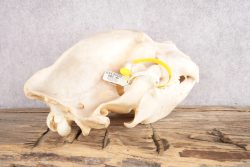 Alaskan Brown Bear Skull SKU 2811 - Image 3
