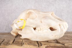 Alaskan Brown Bear Skull SKU 2811 - Image 2