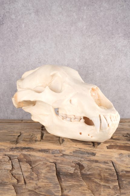 Alaskan Brown Bear Skull SKU 2809