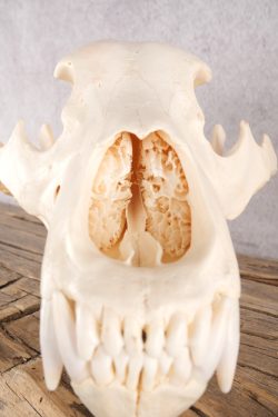 Alaskan Brown Bear Skull SKU 2809 - Image 6