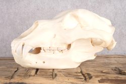 Alaskan Brown Bear Skull SKU 2809 - Image 5