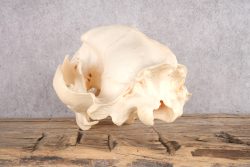 Alaskan Brown Bear Skull SKU 2809 - Image 4