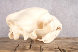 Alaskan Brown Bear Skull SKU 2809 - Image 3