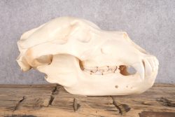 Alaskan Brown Bear Skull SKU 2809 - Image 2