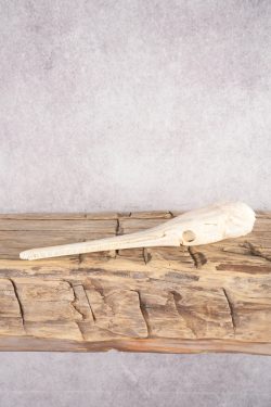 Needle Nose Gar Skull SKU 2808