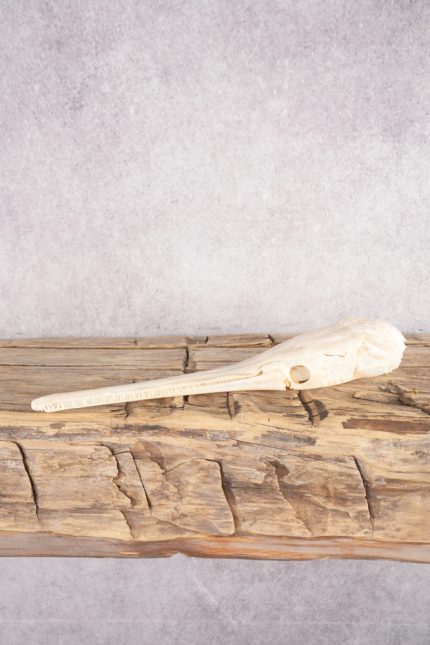 Needle Nose Gar Skull SKU 2808