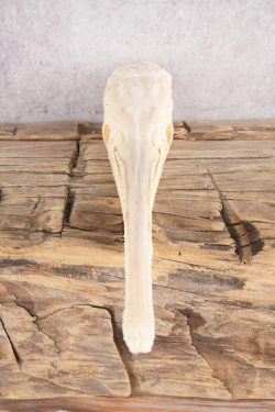 Needle Nose Gar Skull SKU 2808 - Image 5