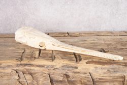 Needle Nose Gar Skull SKU 2808 - Image 4