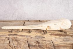 Needle Nose Gar Skull SKU 2808 - Image 3