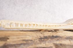 Needle Nose Gar Skull SKU 2808 - Image 2