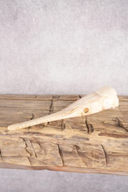 Needle Nose Gar Skull SKU 2806