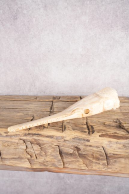 Needle Nose Gar Skull SKU 2806