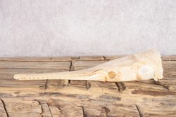 Needle Nose Gar Skull SKU 2806 - Image 4