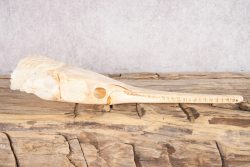 Needle Nose Gar Skull SKU 2806 - Image 3