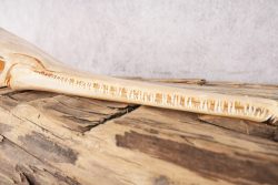 Needle Nose Gar Skull SKU 2806 - Image 2