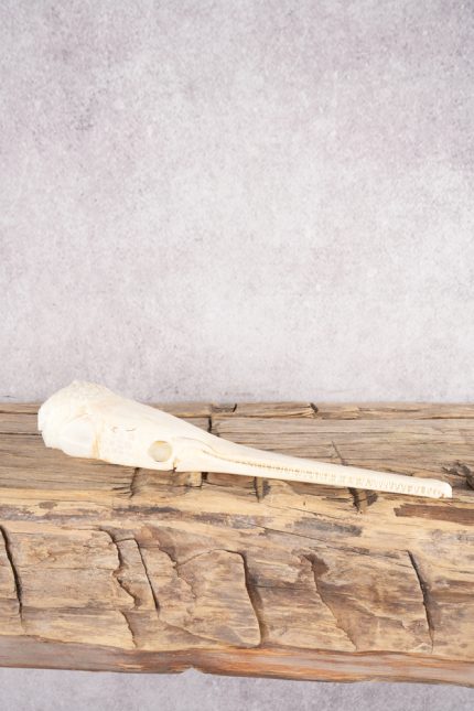 Needle Nose Gar Skull SKU 2807