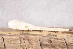 Needle Nose Gar Skull SKU 2807 - Image 4