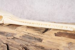 Needle Nose Gar Skull SKU 2807 - Image 3