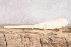 Needle Nose Gar Skull SKU 2807 - Image 2